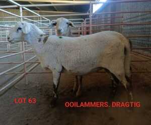 2X MEATMASTER OOI/EWE CONSENTVLEY MEATMASTERS (Betaal per dier)