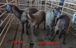 4X MEATMASTER OOI/EWE CONSENTVLEY MEATMASTERS (Betaal per dier)