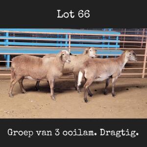 3X MEATMASTER OOI/EWE DRIEKOP MEATMASTERS (Betaal per dier)