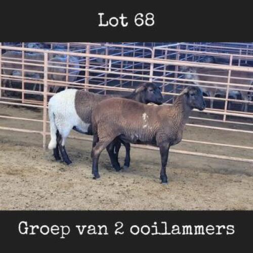 2X MEATMASTER OOI/EWE DRIEKOP MEATMASTERS (Betaal per dier)