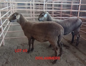 2X MEATMASTER OOI/EWE CONSENTVLEY MEATMASTERS (Betaal per dier)