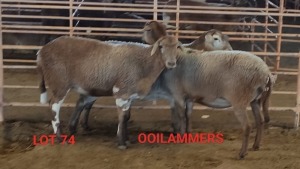 3X MEATMASTER OOI/EWE OSVLEY MEATMASTERS (Betaal per dier)