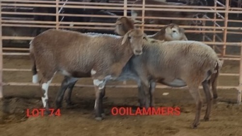 3X MEATMASTER OOI/EWE OSVLEY MEATMASTERS (Betaal per dier)
