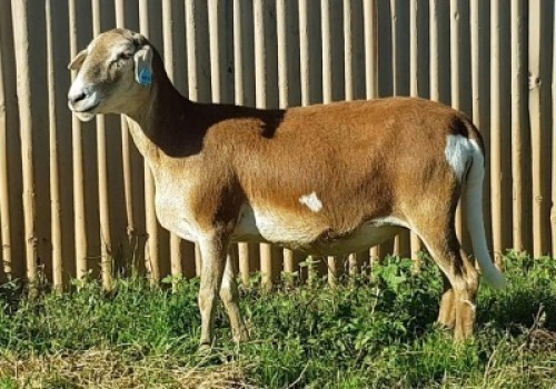 1X OOI/EWE B3 Genetics - Charles Freeme - 074 207 0007 (Highest Bidder may choose A, B or C of Lot round or take all - Pay per piece. Choice once per Lot round, Rest to take all)