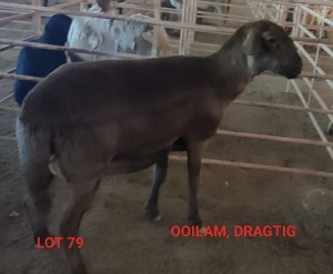 1X MEATMASTER OOI/EWE CONSENTVLEY MEATMASTERS