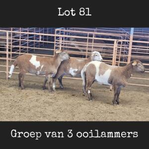 3X MEATMASTER OOI/EWE DRIEKOP MEATMASTERS (Betaal per dier)