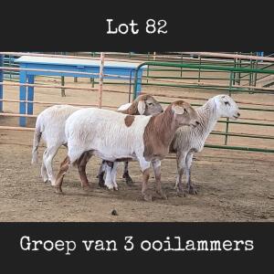 3X MEATMASTER OOI/EWE DRIEKOP MEATMASTERS (Betaal per dier)