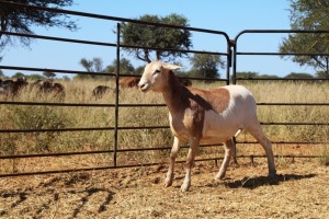 1X OOI/EWE Thaba Meatmasters - Chris Barkhuizen - 076 8506726 (Highest Bidder may choose A, B or C of Lot round or take all - Pay per piece. Choice once per Lot round, Rest to take all)