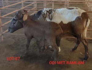 1+1X MEATMASTER OOI/EWE OSVLEY MEATMASTERS