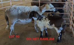 1+1X MEATMASTER OOI/EWE OSVLEY MEATMASTERS