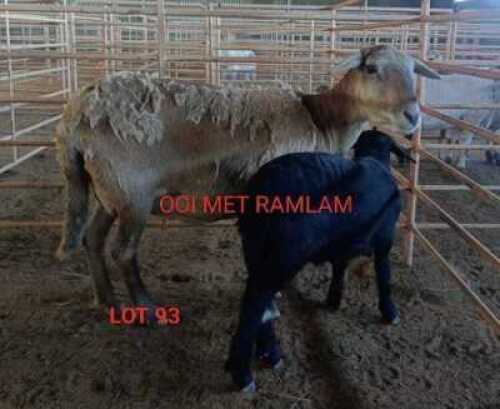 1+1X MEATMASTER OOI/EWE OSVLEY MEATMASTERS