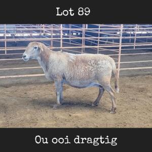 1X MEATMASTER OOI/EWE DRIEKOP MEATMASTERS