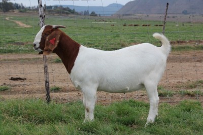 1X BOER GOAT FLOCK DOE CHEROKEE BOERGOAT STUD