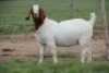 1X BOER GOAT FLOCK DOE CHEROKEE BOERGOAT STUD