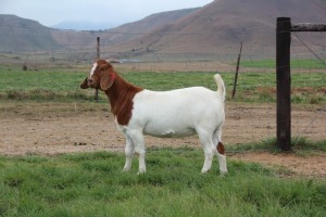 1X BOER GOAT FLOCK DOE CHEROKEE BOERGOAT STUD