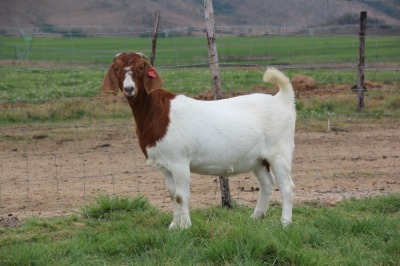 1X BOER GOAT STUD DOE CHEROKEE BOERGOAT STUD