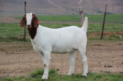 1X BOER GOAT FLOCK DOE CHEROKEE BOERGOAT STUD