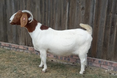 1X BOER GOAT PREGNANT STUD DOE KAMEELDORING BOERBOKSTOET