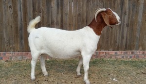 1X BOER GOAT PREGNANT FLOCK DOE KAMEELDORING BOERBOKSTOET