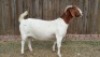 1X BOER GOAT PREGNANT FLOCK DOE KAMEELDORING BOERBOKSTOET