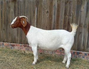 1X BOER GOAT PREGNANT FLOCK DOE KAMEELDORING BOERBOKSTOET