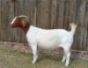 1X BOER GOAT PREGNANT FLOCK DOE KAMEELDORING BOERBOKSTOET