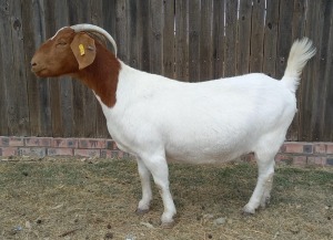 1X BOER GOAT PREGNANT FLOCK DOE KAMEELDORING BOERBOKSTOET