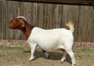 1X BOER GOAT FLOCK DOE KAMEELDORING BOERBOKSTOET