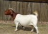 1X BOER GOAT FLOCK DOE KAMEELDORING BOERBOKSTOET