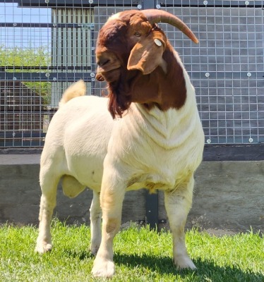 1X BOER GOAT FLOCK BUCK SHONGOLOLO BOERBOKSTOET