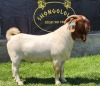 1X BOER GOAT FLOCK BUCK SHONGOLOLO BOERBOKSTOET - 2