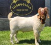 1X BOER GOAT FLOCK BUCK SHONGOLOLO BOERBOKSTOET - 3