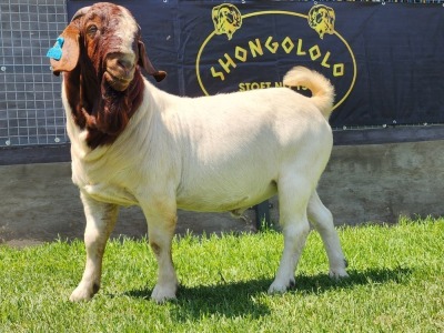 1X BOER GOAT FLOCK BUCK SHONGOLOLO BOERBOKSTOET