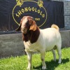 1X BOER GOAT FLOCK BUCK SHONGOLOLO BOERBOKSTOET - 2