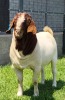 1X BOER GOAT FLOCK BUCK SHONGOLOLO BOERBOKSTOET - 3