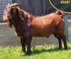 1X KALAHARI RED FLOCK BUCK SHONGOLOLO BOERBOKSTOET - 3