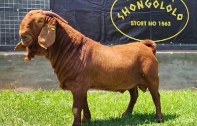 1X KALAHARI RED FLOCK BUCK SHONGOLOLO BOERBOKSTOET