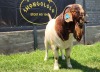 WITHDRAWN - 1X BOER GOAT BUCK SHONGOLOLO BOERBOKSTOET - 2