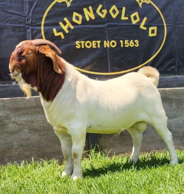 1X BOER GOAT FLOCK BUCK SHONGOLOLO BOERBOKSTOET