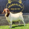 1X BOER GOAT FLOCK BUCK SHONGOLOLO BOERBOKSTOET - 2