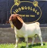 1X BOER GOAT FLOCK BUCK SHONGOLOLO BOERBOKSTOET - 3