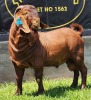 1X KALAHARI RED FLOCK BUCK SHONGOLOLO BOERBOKSTOET - 2