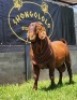 1X KALAHARI RED FLOCK BUCK SHONGOLOLO BOERBOKSTOET - 3