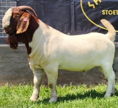 1X BOER GOAT STUD BUCK SHONGOLOLO BOERBOKSTOET