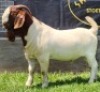 1X BOER GOAT STUD BUCK SHONGOLOLO BOERBOKSTOET