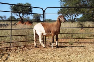 1X OOI/EWE Thaba Meatmasters - Chris Barkhuizen - 076 8506726 (Highest Bidder may choose A, B or C of Lot round or take all - Pay per piece. Choice once per Lot round, Rest to take all)