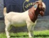 1X BOER GOAT STUD BUCK SHONGOLOLO BOERBOKSTOET - 2
