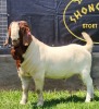 1X BOER GOAT STUD BUCK SHONGOLOLO BOERBOKSTOET - 3