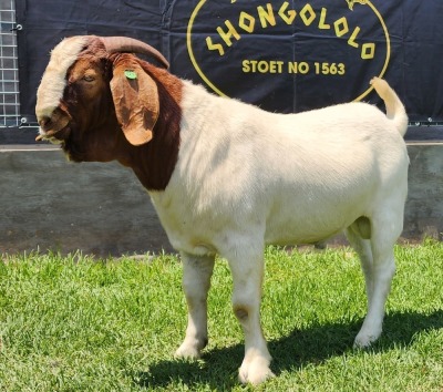 1X BOER GOAT FLOCK BUCK SHONGOLOLO BOERBOKSTOET