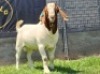 1X BOER GOAT FLOCK BUCK SHONGOLOLO BOERBOKSTOET - 2